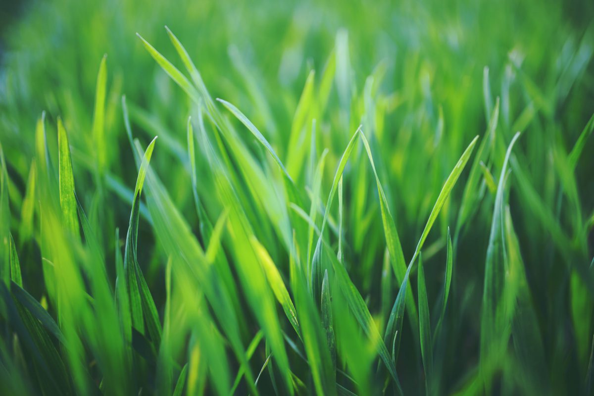 Close up of blades of green grass