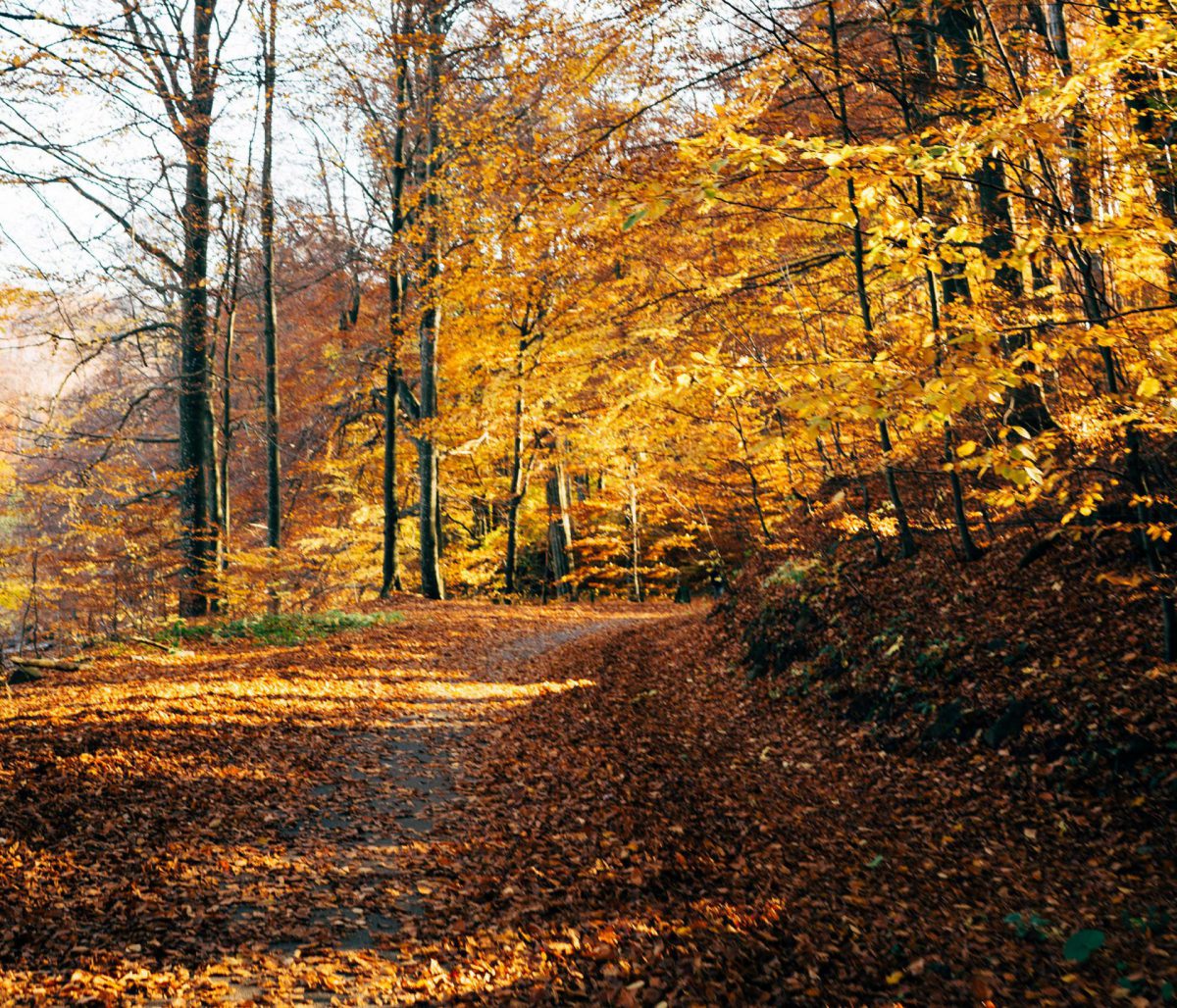 Fall Cleanup and pruning