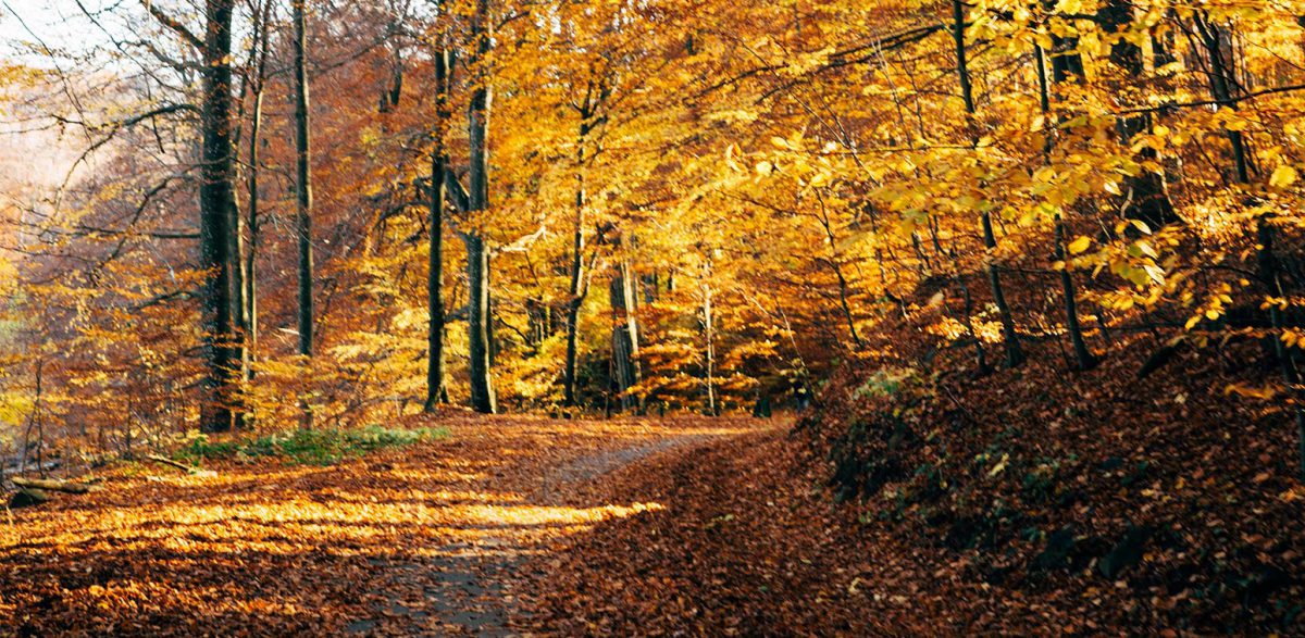 Fall Cleanup and Seasonal Pruning