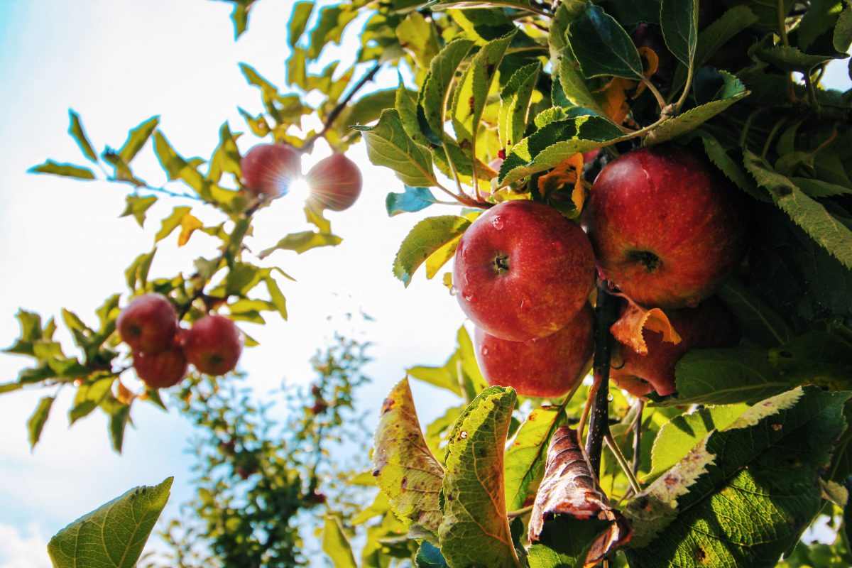 FruitTreePruning