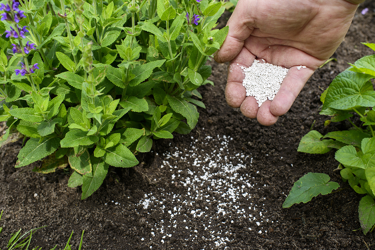 Plant fertility