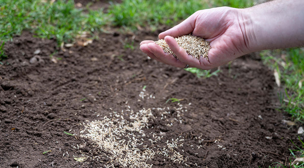 Hand full of grass seeds above an area of the lawn with no grass. Overseeding