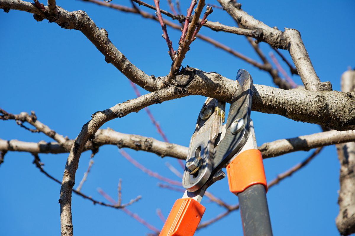 pruning_istock Tree Pruning