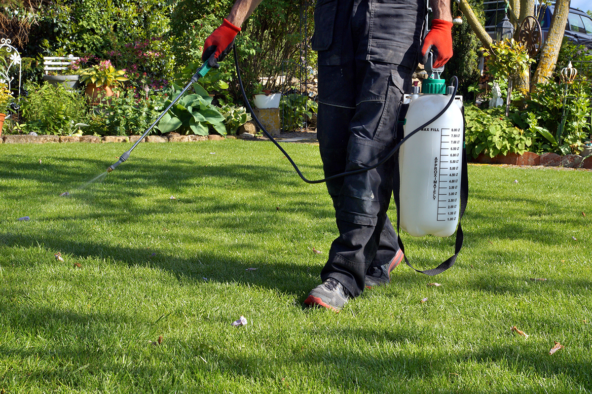 spraying pesticide with portable sprayer to eradicate garden weeds in the lawn. weedicide spray on the weeds in the garden. Pesticide use is hazardous to health. Weed control