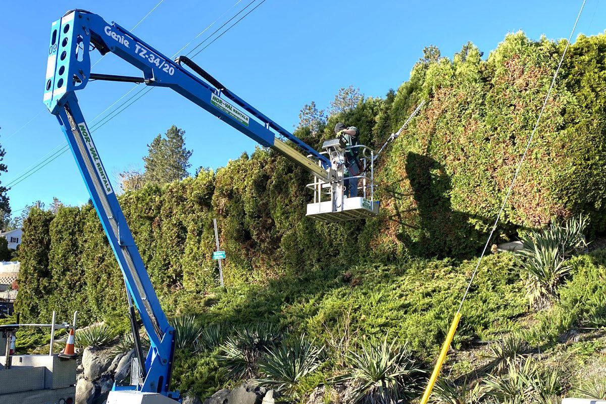 HedgeTrimming_cropped Hedge Trimming